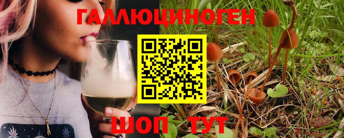 как найти наркотики  Псилоцибиновые грибы Psilocybe  Вход с VPN  Малгобек 